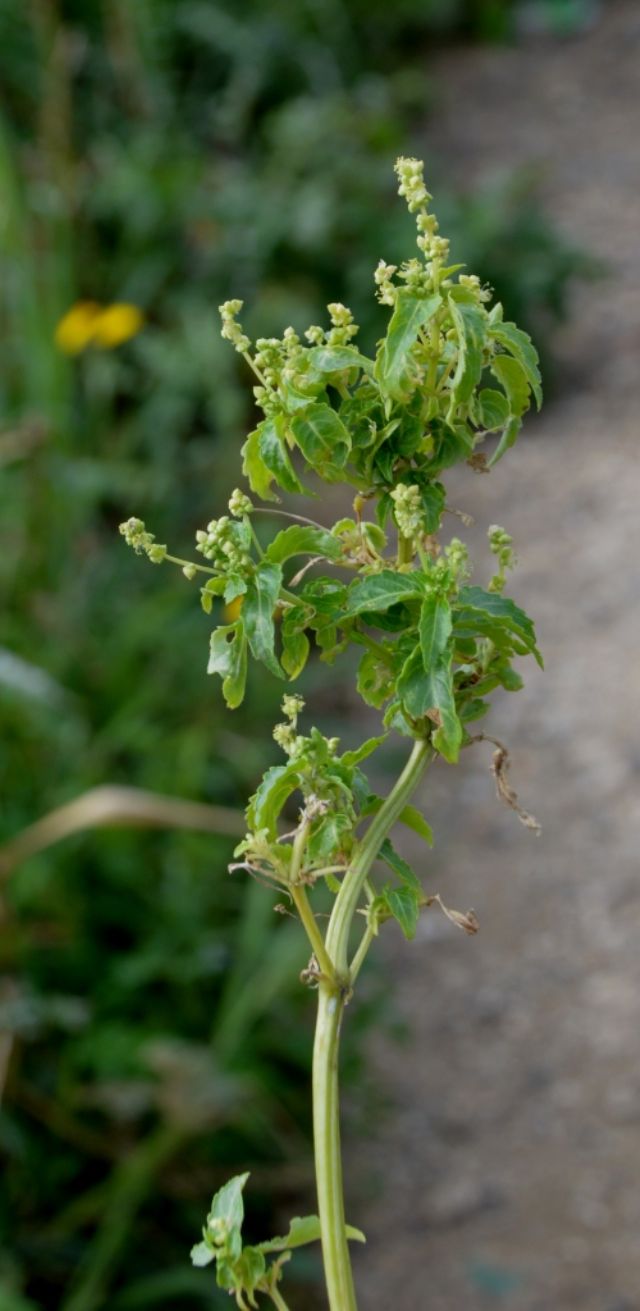 Mercurialis annua